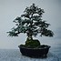 Bonsai Beringin Lokal Besar